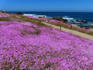 perkins park pacific grove